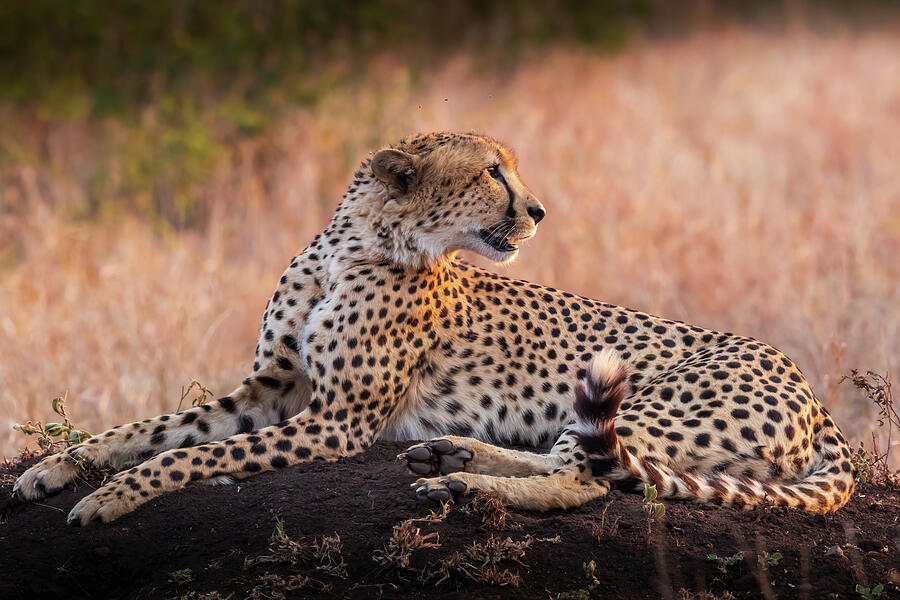 Sunset Cheetahs Photograph by Keith Carey