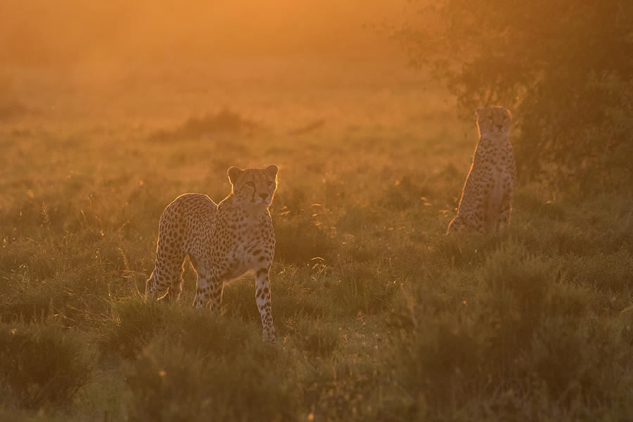 Sunset Cheetah #1 Photograph by Wendy Cooper