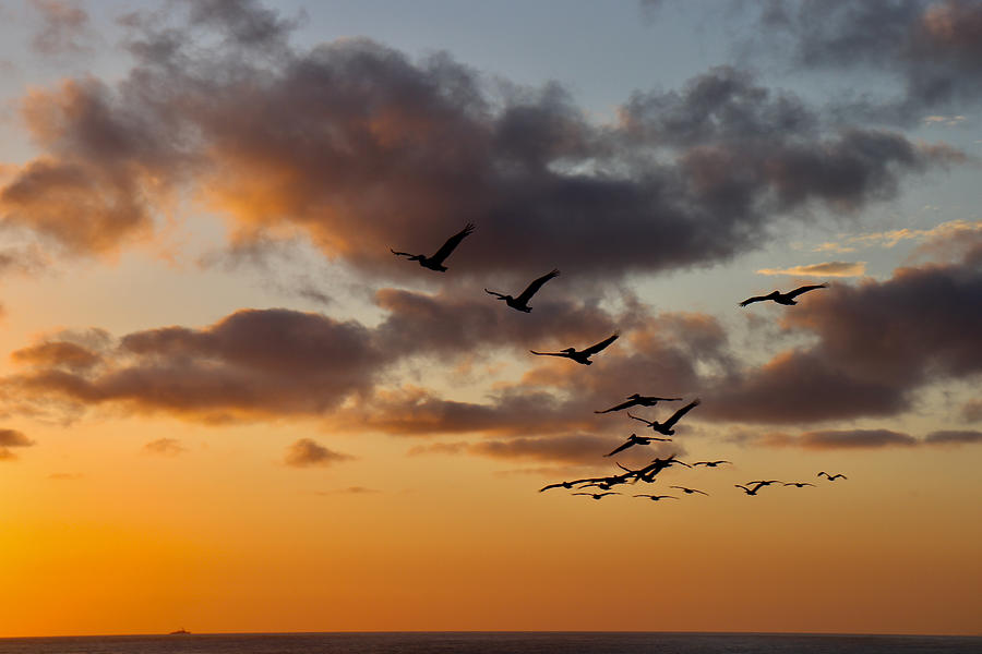 Sunset Flight Photograph #1 Photograph by Kimberly Walker
