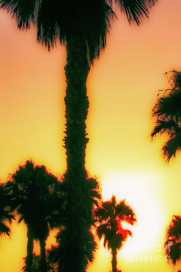 Sunset Palms 2 Photograph by Stefan H Unger