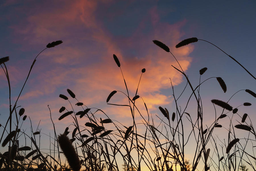 Sunset Through Grass #1 Photograph by Mike Fusaro