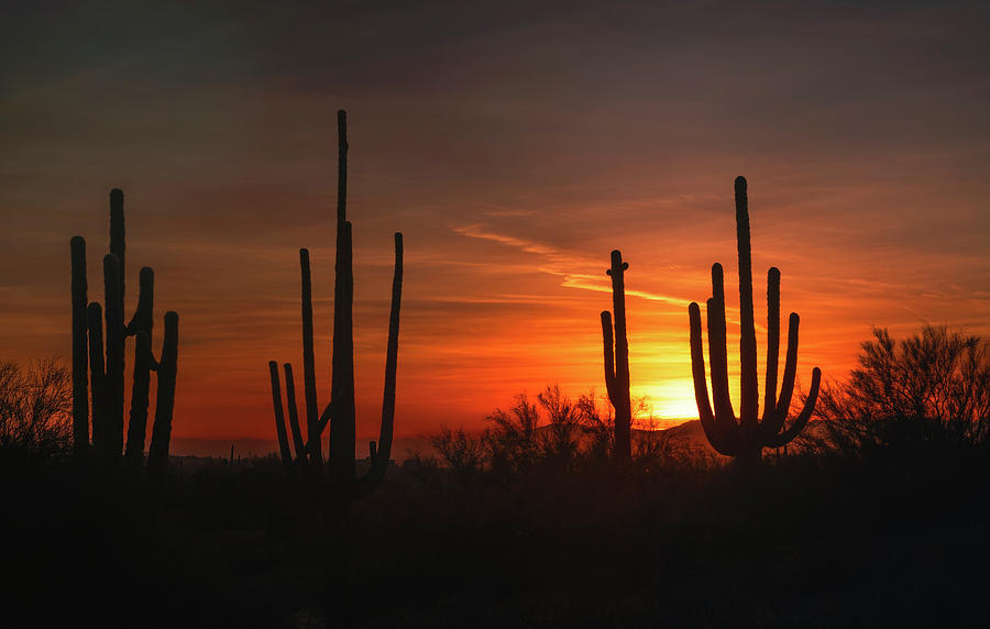 SunSet Through The Saguaro  #1 Photograph by Saija Lehtonen