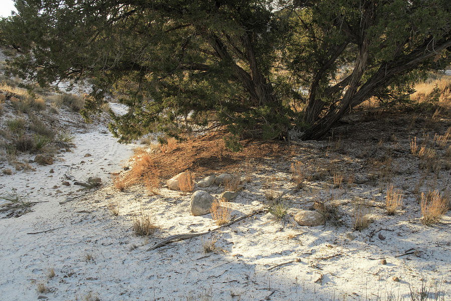 Sunshine and Snow Dust On My Trail #1 Photograph by Mary Lee Dereske