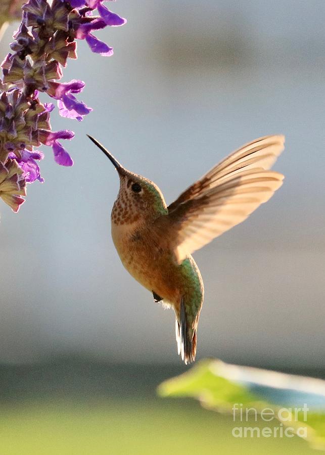 Sunshine Hummingbird #1 Photograph by Carol Groenen