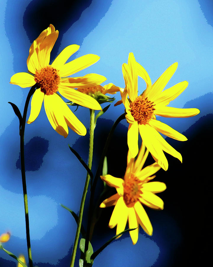 Sunshine On A Stem 3 Photograph by Linda Richardson - Fine Art America