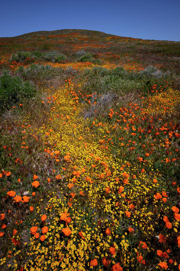 Spring Photograph - Super Bloom - Antelope Valley by Alinna Lee