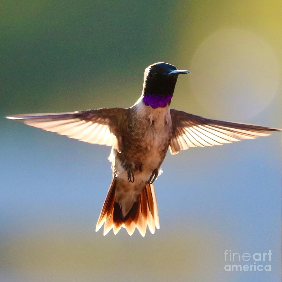 Super Hummingbird #1 Photograph by Carol Groenen