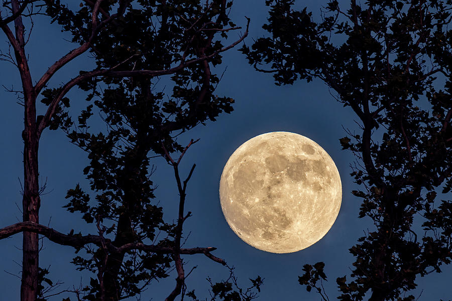 Super Moon Rising #1 Photograph by Susan Candelario
