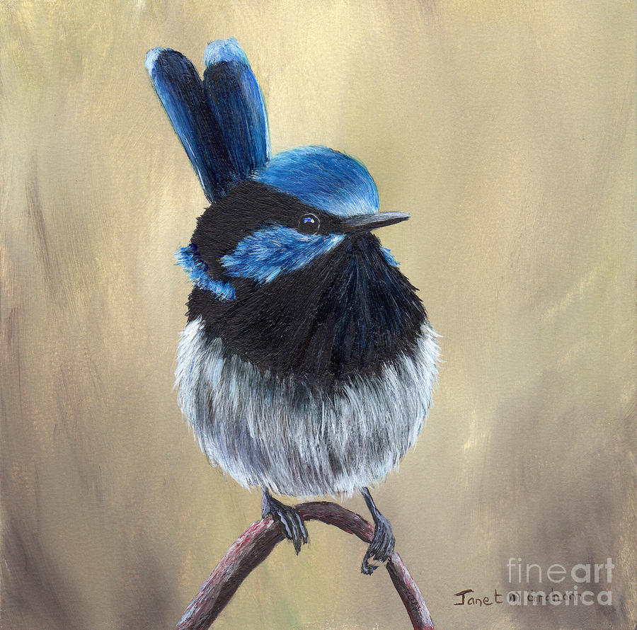 Superb Fairy Wren Painting by Janet Graham - Fine Art America