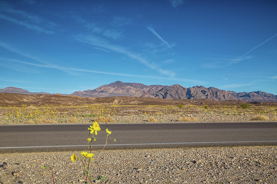 Superbloom in death valley #1 Photograph by Kunal Mehra