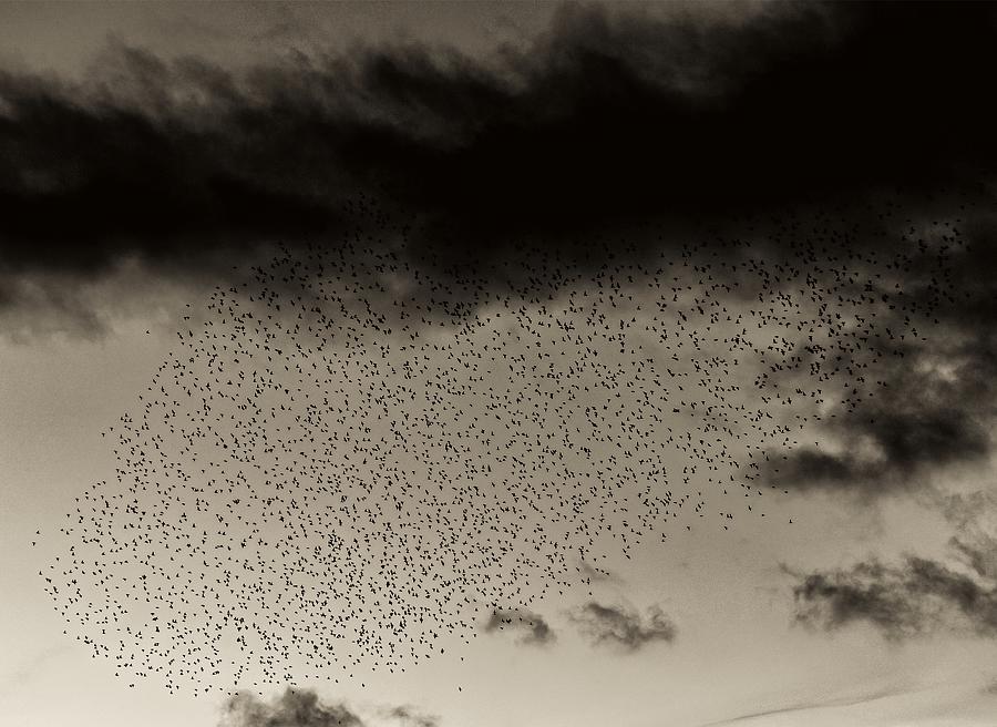 Surreal - The Birds #1 Photograph by Ian Livesey