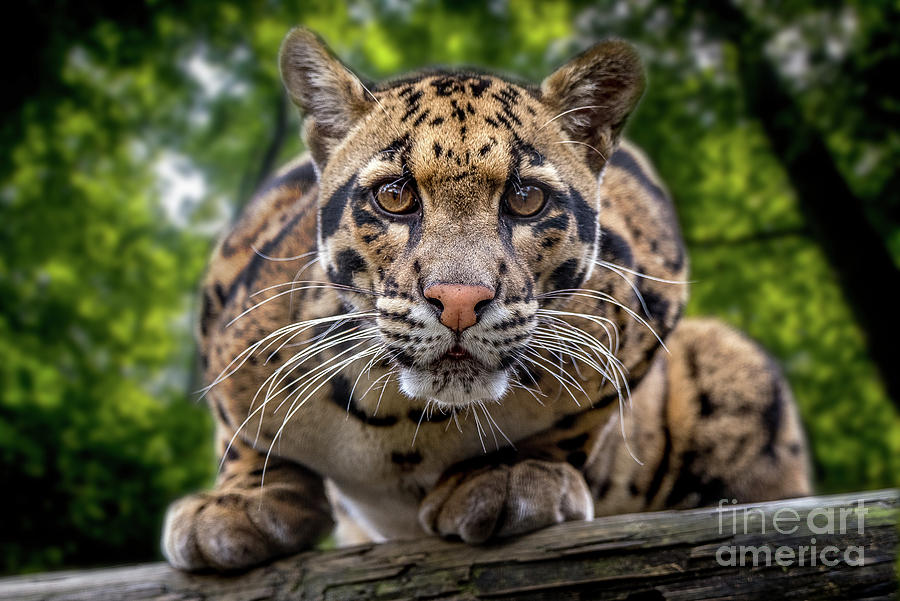 Animal Photograph - Surveillance #1 by John Hartung   ArtThatSmiles com