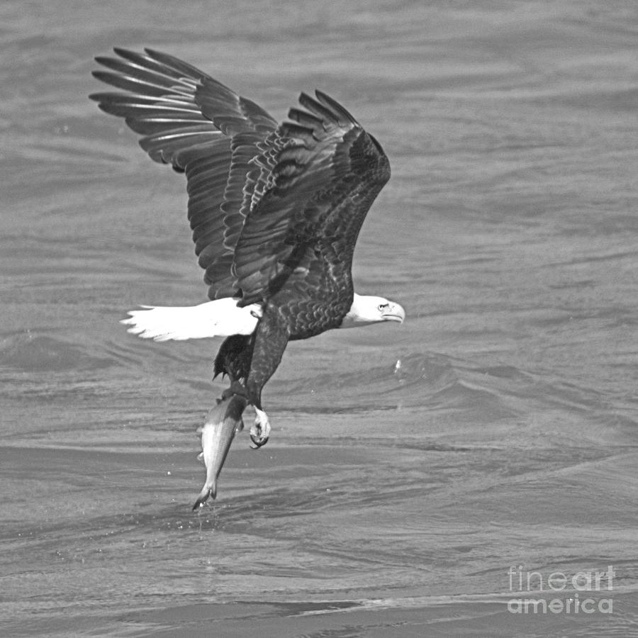 Susquehanna River Eagle With A Fish #1 Photograph by Adam Jewell