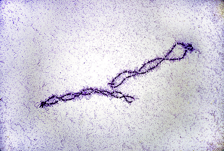Swab chromosomes - iberian ribbed newt (Pleurodeles waltl) oocyte #1 Photograph by Paul Starosta Swab chromosomes - iberian ribbed newt (Pleurodeles waltl) oocyte #1 Photograph by Paul Starosta