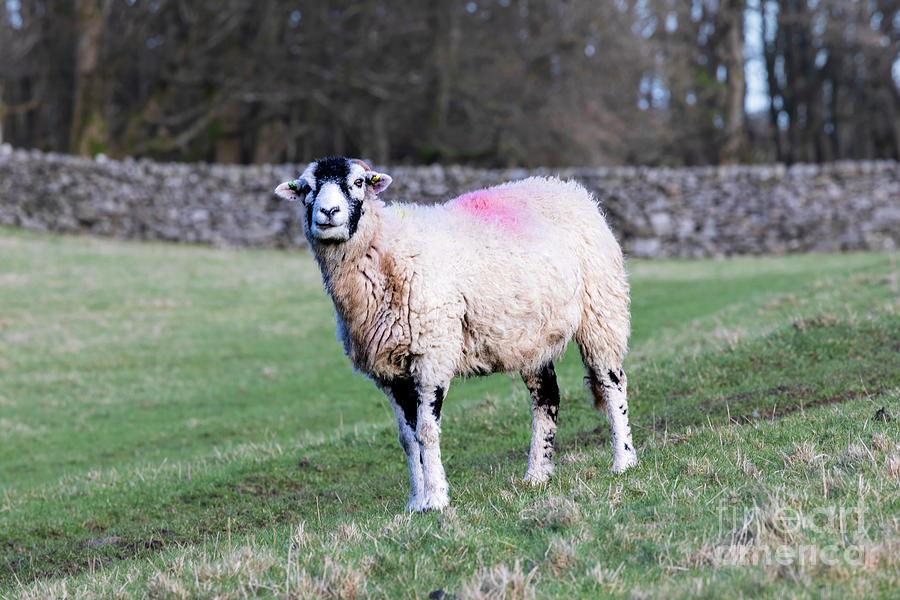 Swaledale sheep in Wensleydale Yorkshire Dales National Park #1 Photograph by Louise Heusinkveld