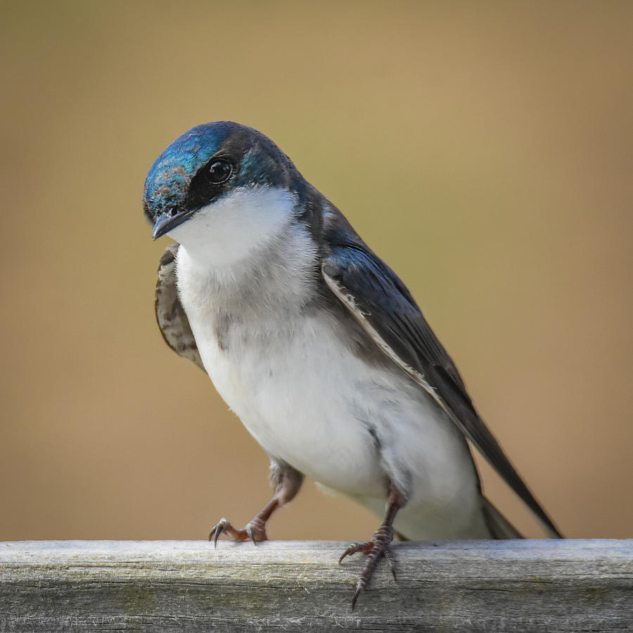Swallow #1 Photograph by Michelle Wittensoldner