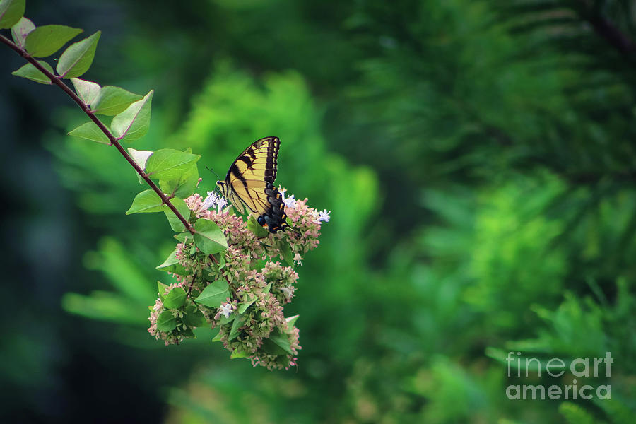 Swallow Tail Butterfly Photograph