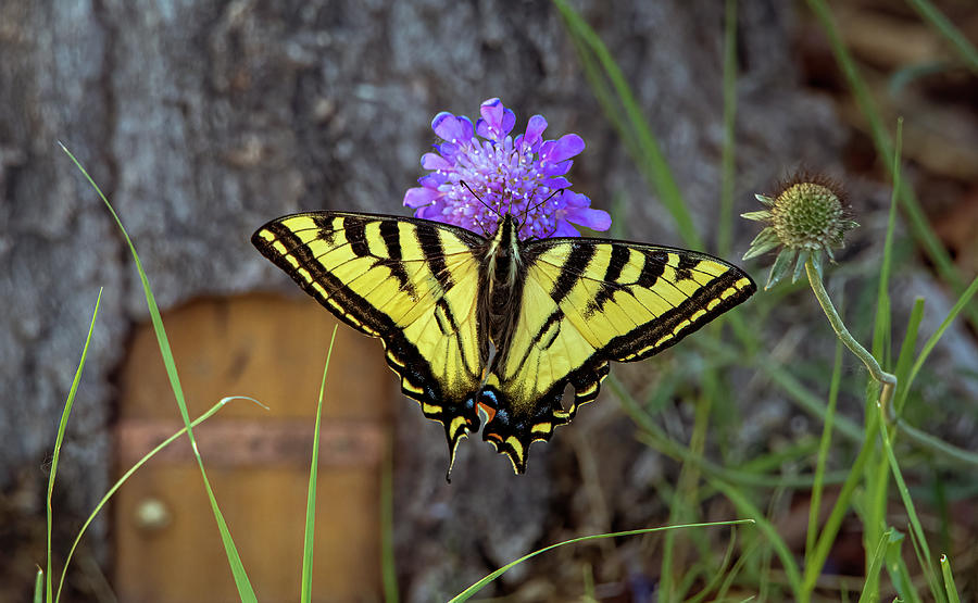 Swallowtail Butterfly #1 Photograph by Rick Mosher