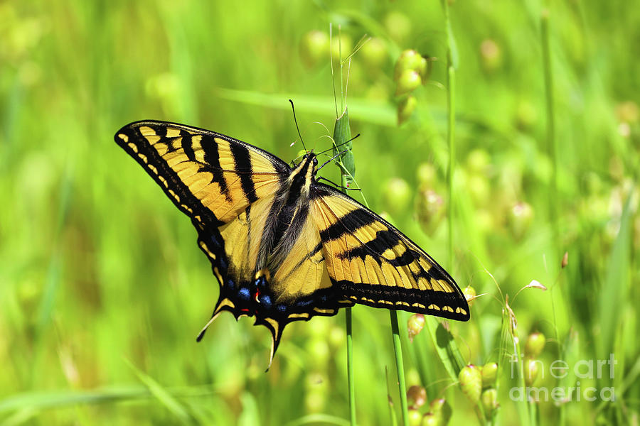 Swallowtail Butterfly #1 Photograph by Vivian Krug Cotton