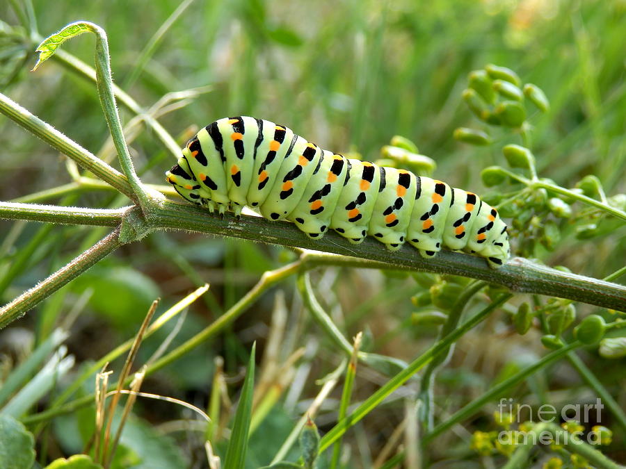 Swallowtail Caterpillar Photograph by Stephen Farhall - Pixels