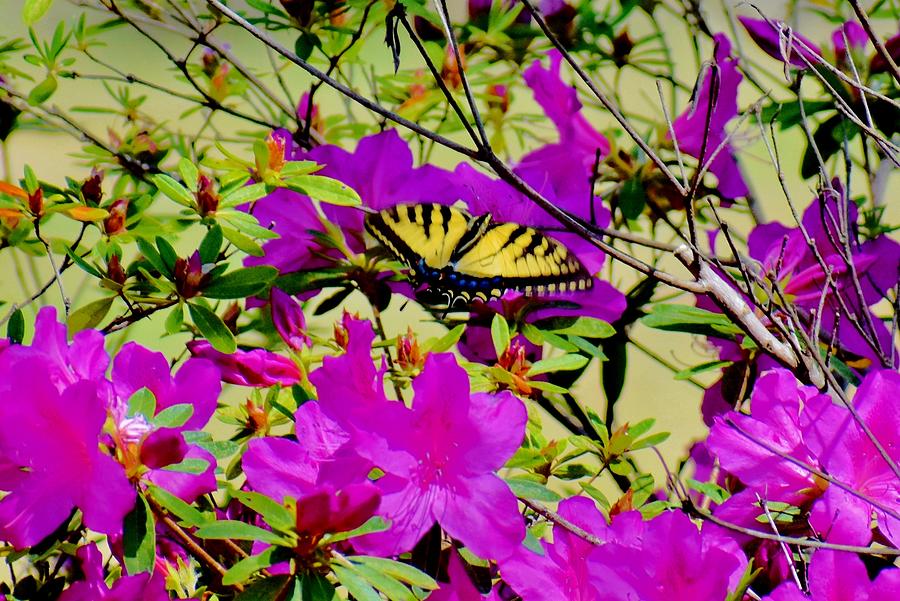 Swallowtail #1 Photograph by Eileen Brymer