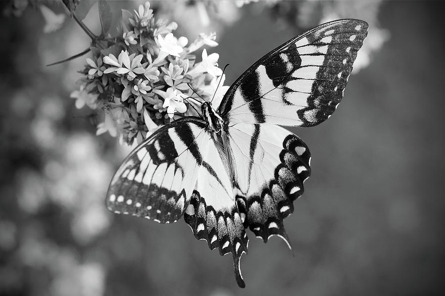 Swallowtail in Black and White Photograph by Stamp City - Pixels