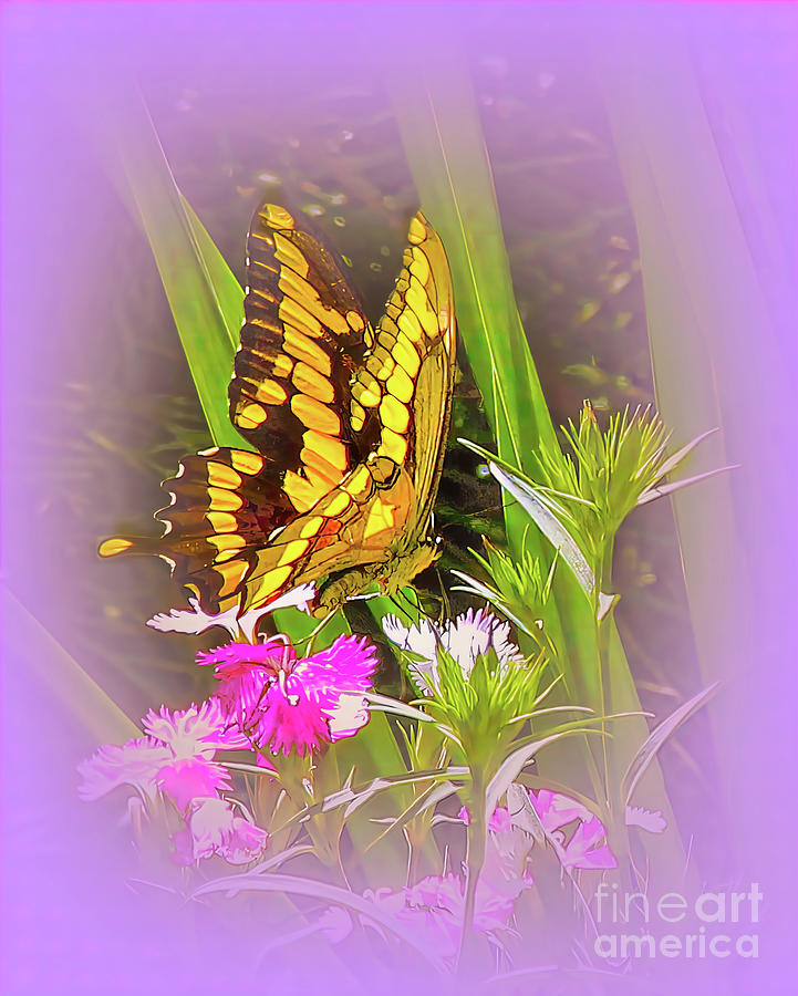 Swallowtail #1 Photograph by Judi Bagwell