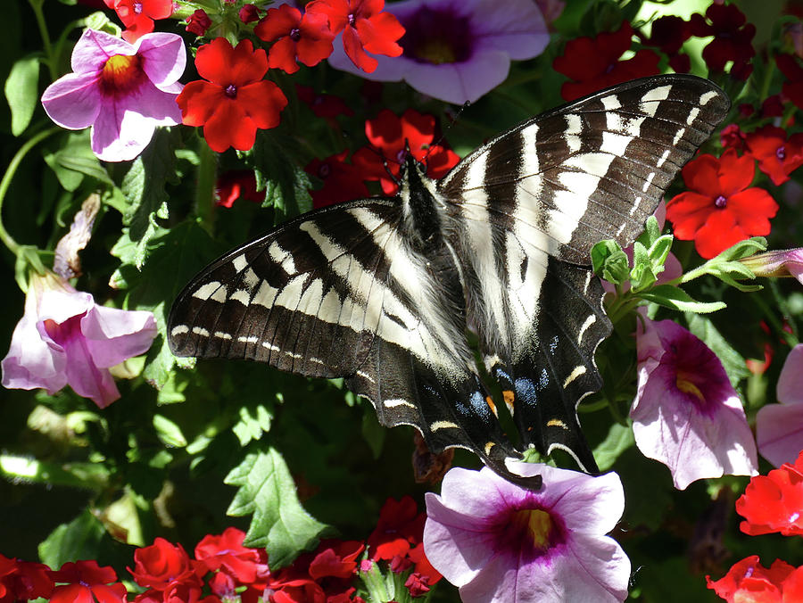 Swallowtail #1 Photograph by Mark Alan Perry