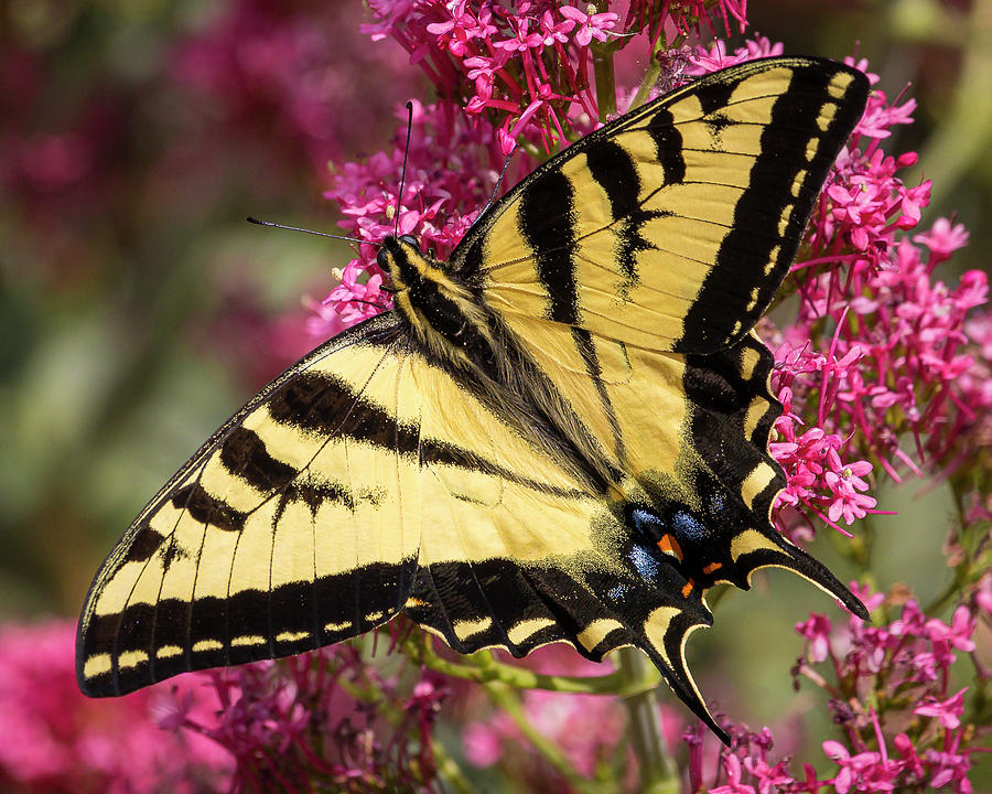 Swallowtail #1 Photograph by Mark Mille