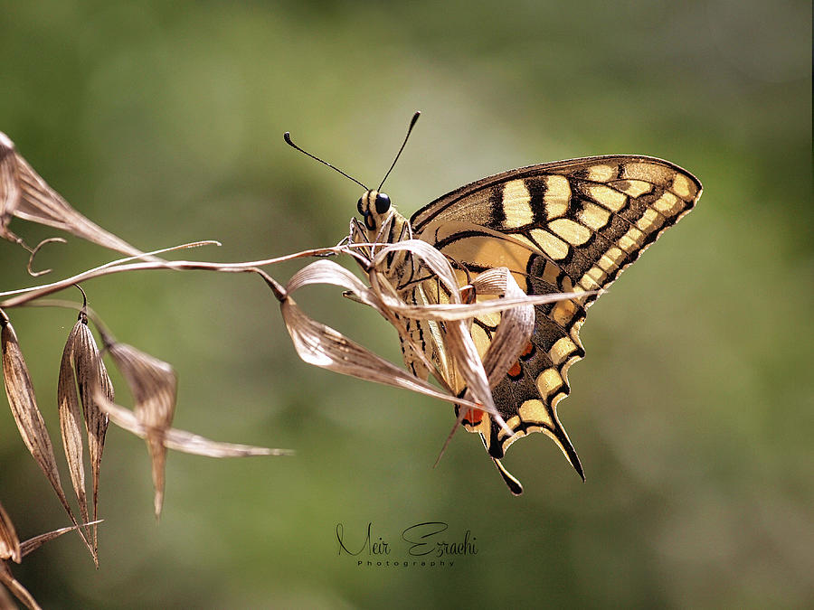 Swallowtail  #1 Photograph by Meir Ezrachi