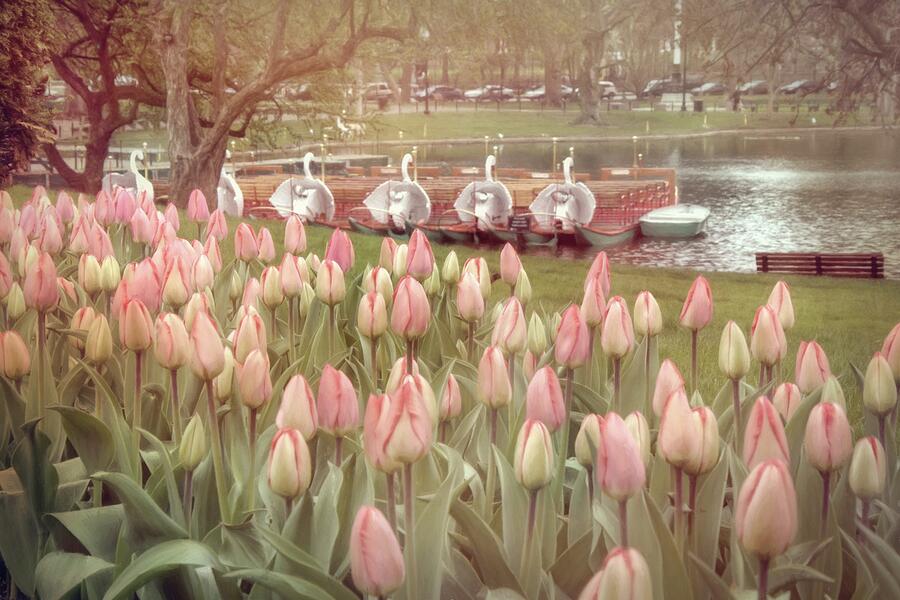 Swan Boats and Tulips - Boston Public Garden #1 Photograph by Joann Vitali