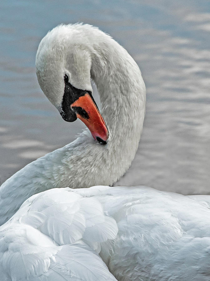 Swan #1 Photograph by Elsa Santoro
