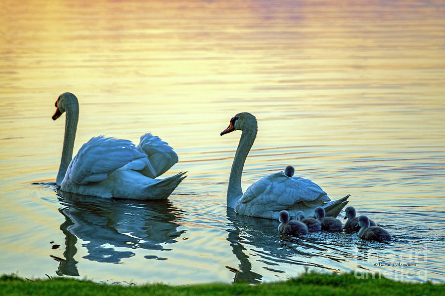 Swan Family at Sunset #1 Photograph by David Arment