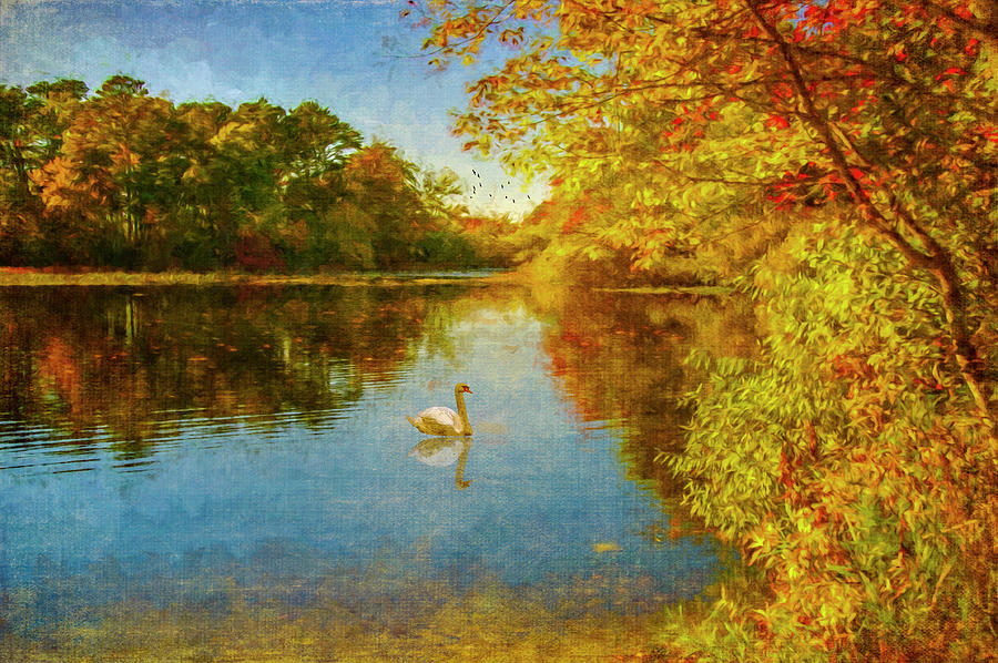 Swan in Autumn Photograph by Cathy Kovarik