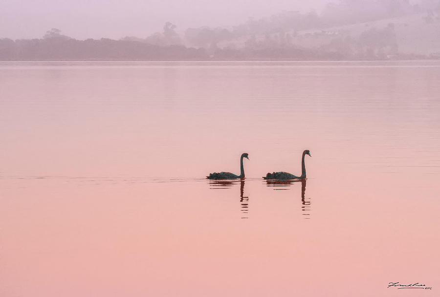 Swan Lake Photograph by Frank Lee