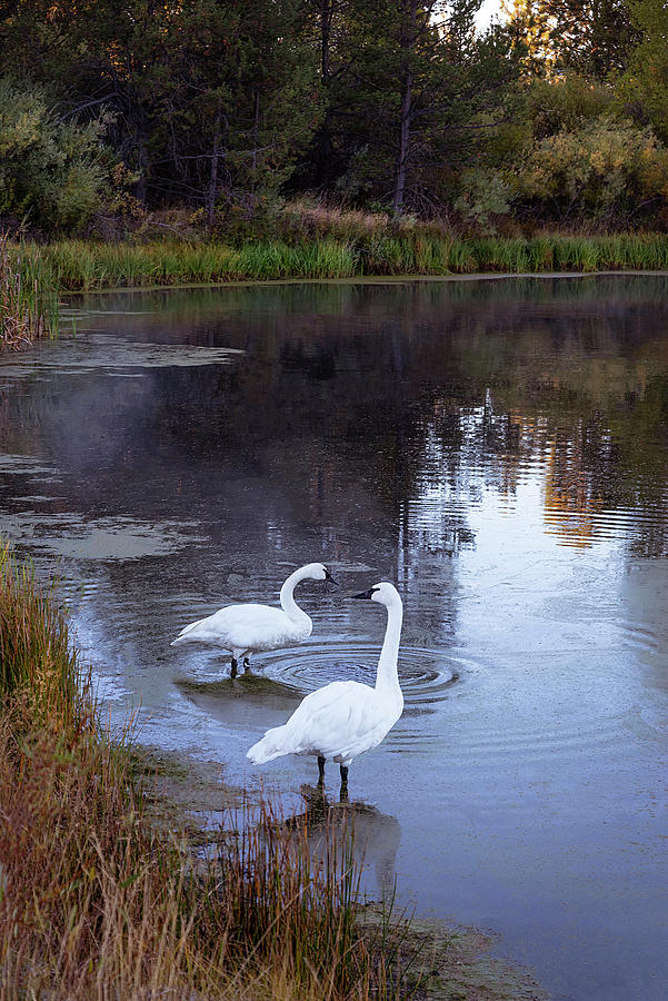 Swan Morning #2 Photograph by Steven Clark
