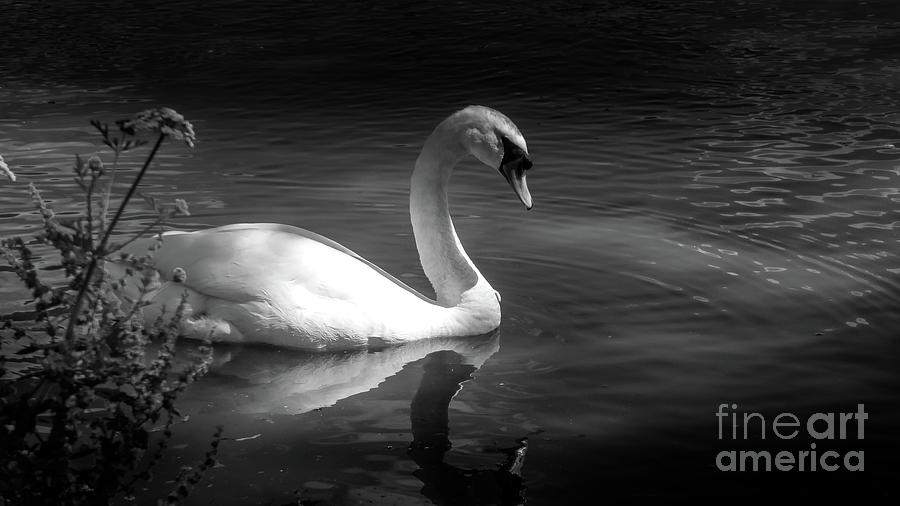Swan on Thames river at Chiswick Mall, London #2 Photograph by Fran Woods