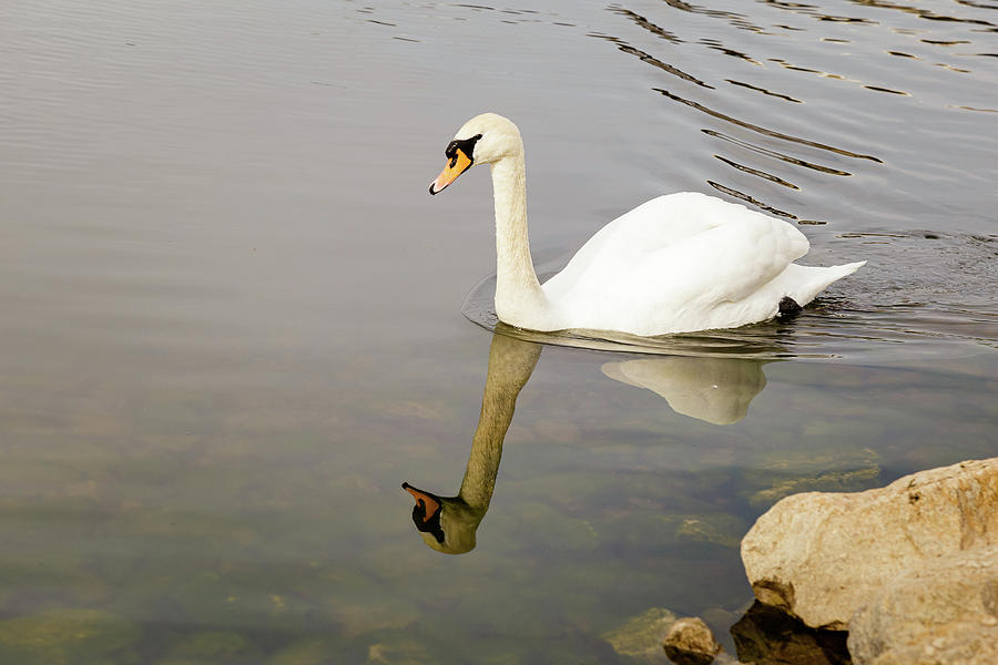 Swan on water #1 Photograph by SAURAVphoto Online Store