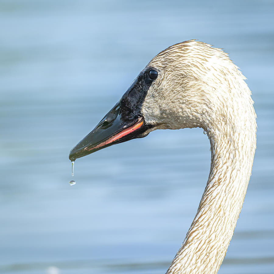 Swan Portrait #1 Photograph by Paul Freidlund