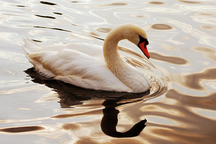 Swan #1 Photograph by Severija Kirilovaite