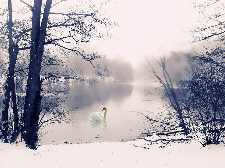 Winter Swan Song  Photograph by Jessica Jenney