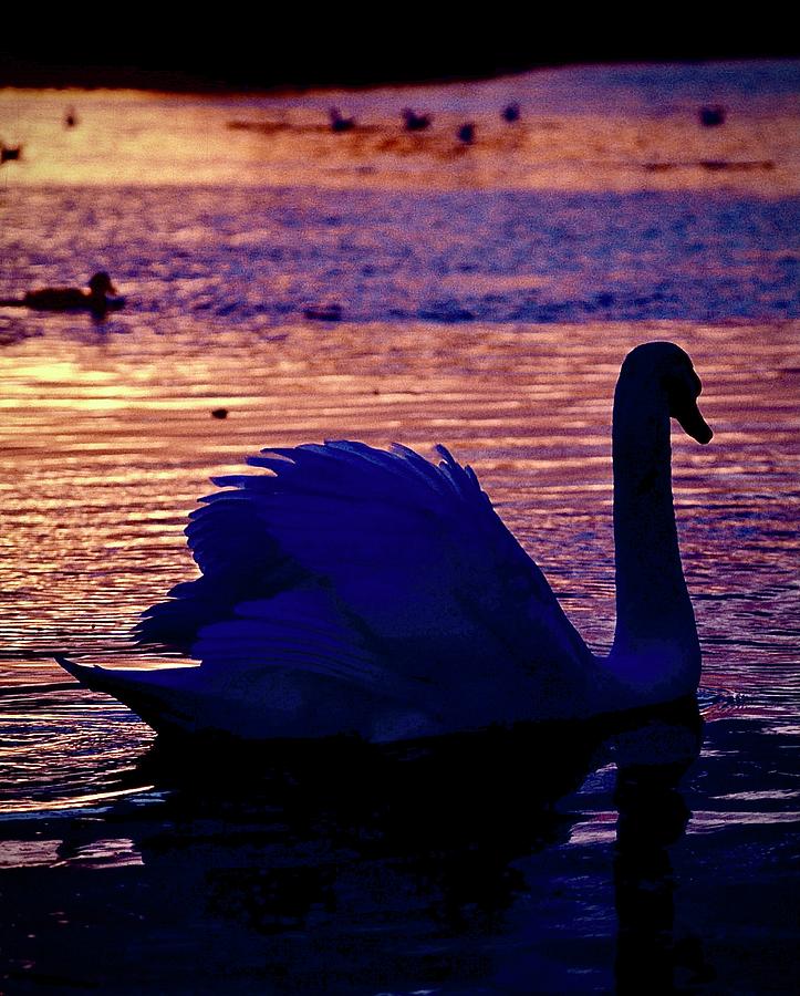 Swan Sunset #1 Photograph by Gordon James
