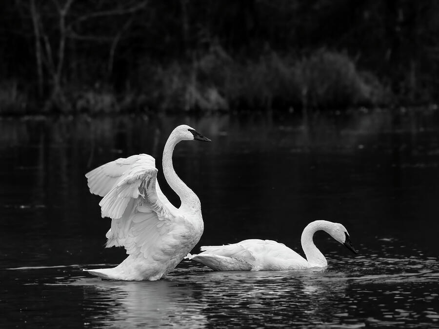 Swan Titanic Pose - BW Photograph by Lee and Renee Walsh Swan Titanic Pose - BW Photograph by Lee and Renee Walsh