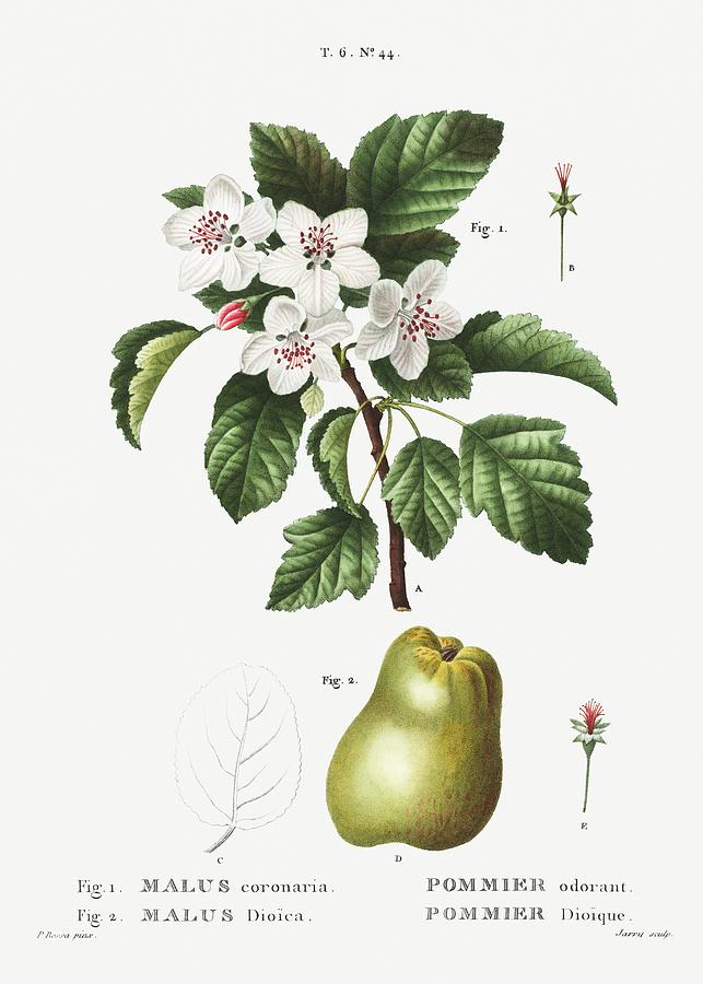 Nature Painting - 1 Sweet crabapple Malus coronaria 2 Apple Malus dioica from Traite des Arbres et Arbustes que lon cu by Les Classics
