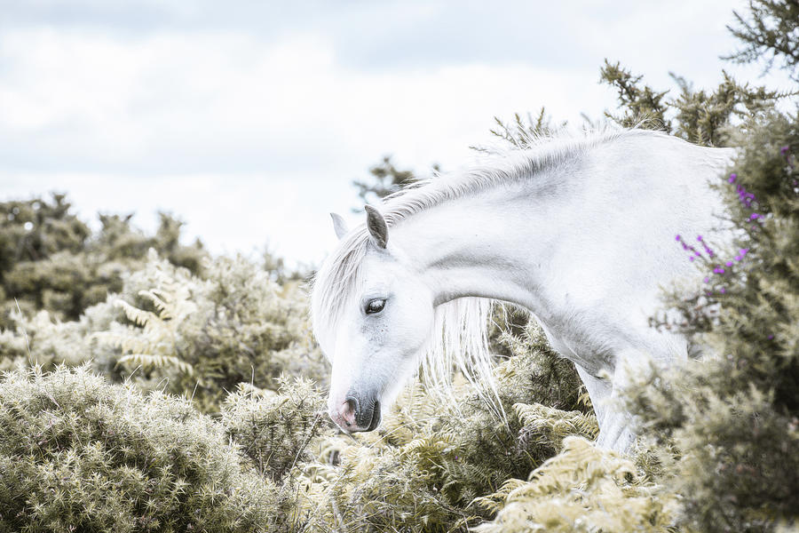 Sweet Dreams - Horse Art #1 Photograph by Lisa Saint