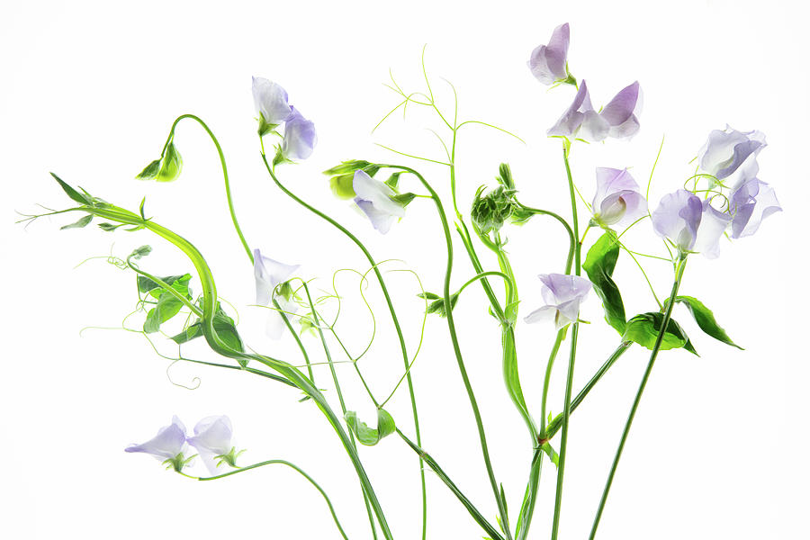 Spring Photograph - Sweet Peas #1 by Rebecca Cozart