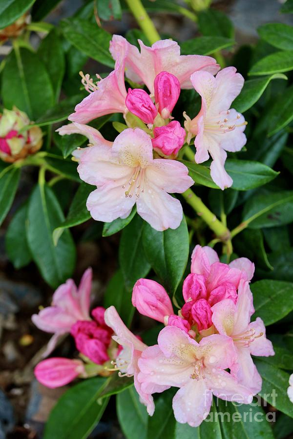 Sweet Pink Rhododendron #2 Photograph by Carol Groenen