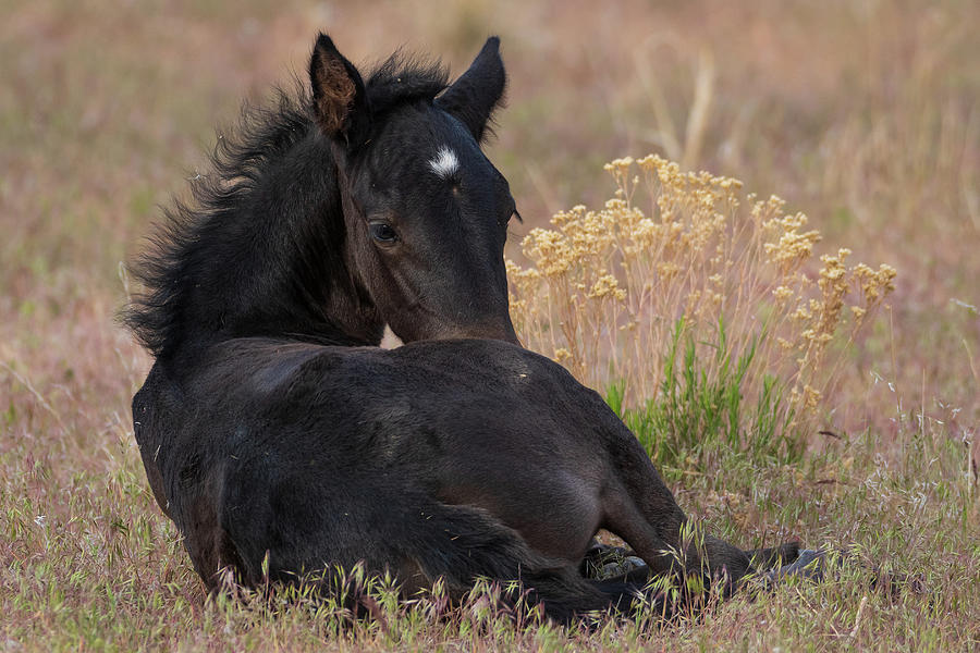Sweetness Photograph by Mary Hone Sweetness Photograph by Mary Hone