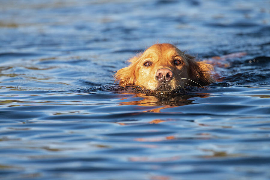 Swimming Golden #1 Photograph by Mike Lee