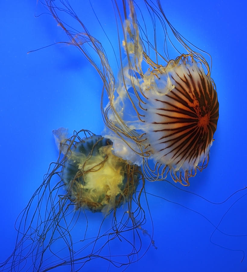 Swimming  Jellyfish #1 Photograph by Svetlana  Foote